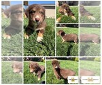 Puppy Puppy 3 Australian Shepherd