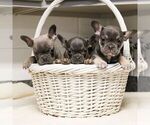 Small #2 French Bulldog