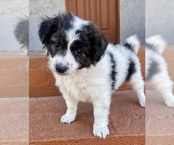 Medium Photo #2 Mutt Puppy For Sale in Marina Del Rey, CA, USA