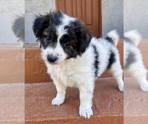 Baron - Male Mutt Dog for Adoption - Photo #2