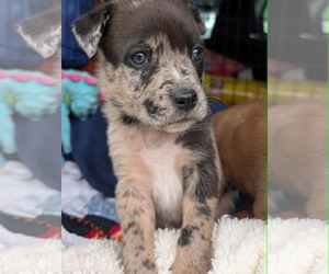 Mutt Dogs for adoption in Holly Springs, NC, USA