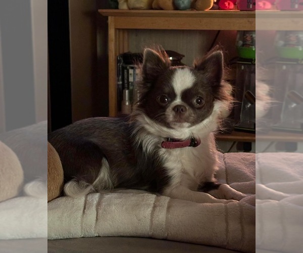 Medium Photo #1 Chihuahua Puppy For Sale in LORIS, SC, USA