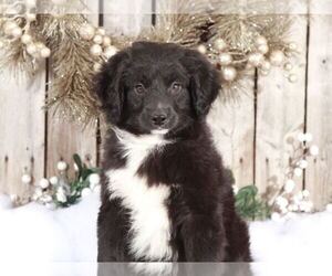 Aussie-Poo Puppy for sale in MOUNT VERNON, OH, USA