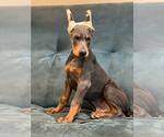 Puppy Blue Boy Two Doberman Pinscher