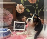 Small #2 Cavalier King Charles Spaniel