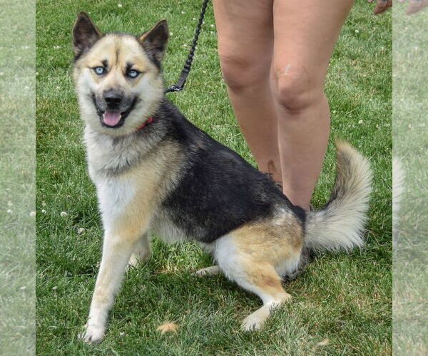 Medium Photo #4 German Shepherd Dog-Huskies  Mix Puppy For Sale in Huntley, IL, USA