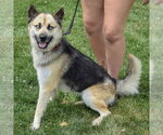 Small #3 German Shepherd Dog-Huskies  Mix