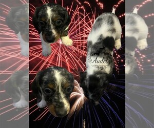 Dachshund Puppy for sale in EAST DOVER, VT, USA
