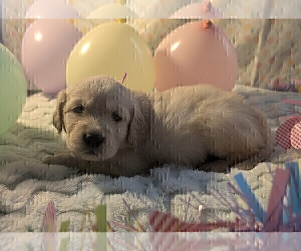 Medium Photo #4 Golden Retriever Puppy For Sale in MODESTO, CA, USA