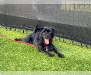 Brussels Griffon-Cairn Terrier Mix Dogs for adoption in Orange, CA, USA