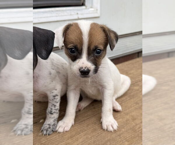 Medium Photo #2 Chiweenie Puppy For Sale in Bolivar, MO, USA