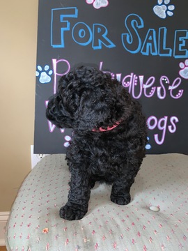 Medium Photo #4 Portuguese Water Dog Puppy For Sale in CALHOUN, GA, USA
