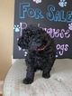 Small Photo #4 Portuguese Water Dog Puppy For Sale in CALHOUN, GA, USA
