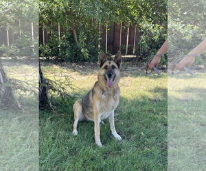 German Shepherd Dog Dogs for adoption in Chico, CA, USA