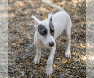 Billy - Male Mutt Dog for Adoption - Photo #3