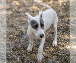 Small Photo #3 Mutt Puppy For Sale in Hilton Head, SC, USA