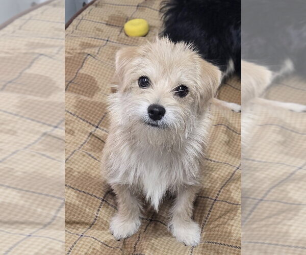 Medium Photo #1 Mutt Puppy For Sale in Foristell, MO, USA