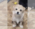Small Mutt