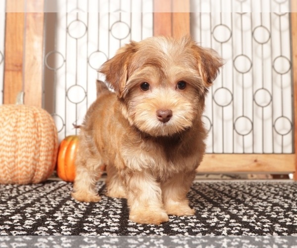 Medium Photo #4 YorkiePoo Puppy For Sale in NAPLES, FL, USA