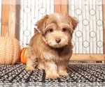 Small #3 YorkiePoo