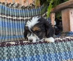 Puppy 6 Aussiedoodle Miniature 