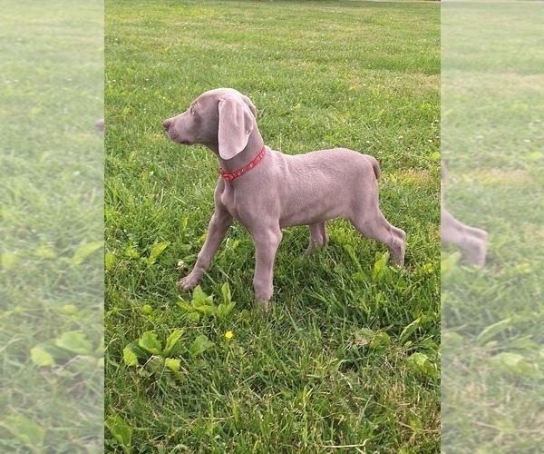 Medium Photo #6 Weimaraner Puppy For Sale in LEWISBURG, KY, USA