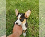Small Photo #5 Pembroke Welsh Corgi Puppy For Sale in WESTMORELAND, TN, USA