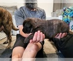 Puppy 3 Dutch Shepherd Dog