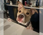 Small #19 American Pit Bull Terrier Mix