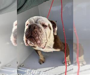 Bulldog Dogs for adoption in Houston, TX, USA