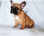 Small #4 French Bulldog