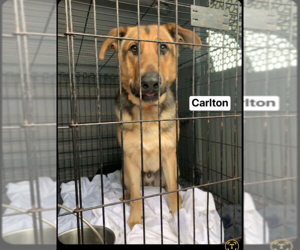 Medium Photo #2 German Shepherd Dog-Great Dane Mix Puppy For Sale in Winston Salem, NC, USA