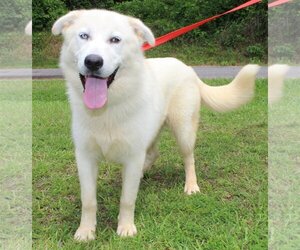 Great Pyrenees-Huskies  Mix Dogs for adoption in Prattville, AL, USA