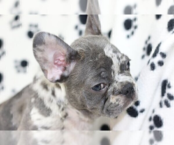 Medium Photo #3 French Bulldog Puppy For Sale in BENTLEYVILLE, OH, USA