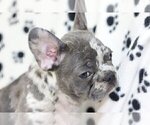 Small Photo #3 French Bulldog Puppy For Sale in BENTLEYVILLE, OH, USA