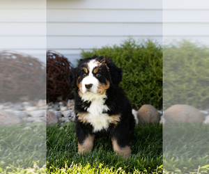 Bernese Mountain Dog Puppy for sale in TOPEKA, IN, USA