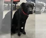 Small Labrador Retriever Mix