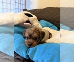 Puppy Thumper Yorkshire Terrier