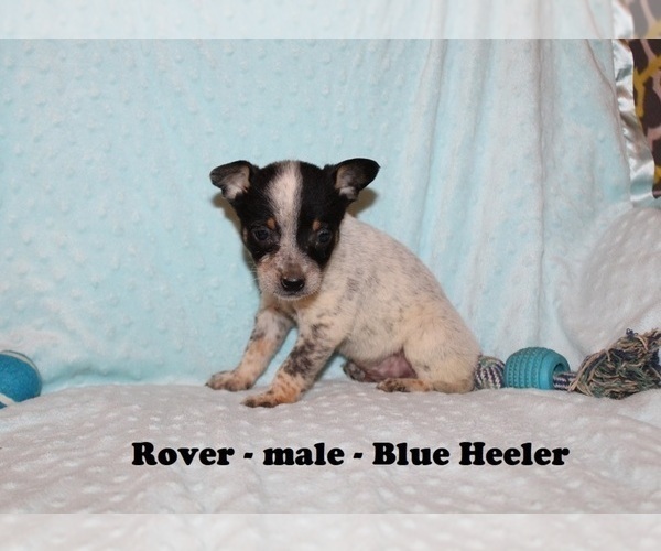 Medium Photo #1 Australian Cattle Dog-Rat Terrier Mix Puppy For Sale in CLARKRANGE, TN, USA