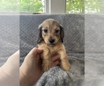 Small #12 Dachshund