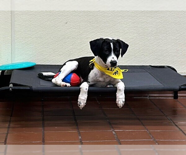 Medium Photo #1 Labrador Retriever-Unknown Mix Puppy For Sale in Jefferson, NJ, USA