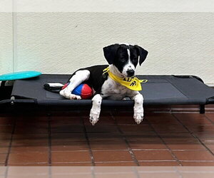 Labrador Retriever-Unknown Mix Dogs for adoption in Jefferson, NJ, USA