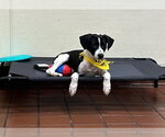 Small Labrador Retriever Mix