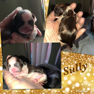 Medium Photo #1 Shih Tzu Puppy For Sale in ASHVILLE, OH, USA