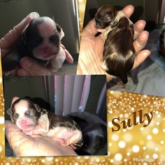 Shih Tzu Puppy for sale in ASHVILLE, OH, USA