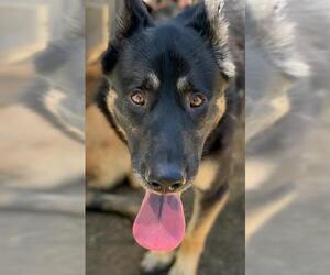 German Shepherd Dog Dogs for adoption in Riverside, CA, USA