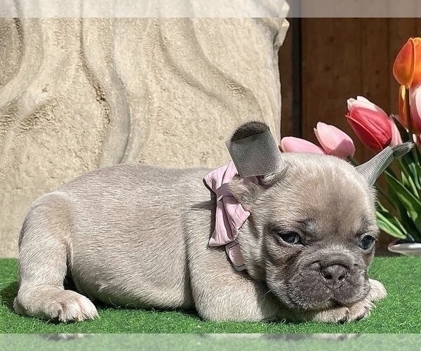 Medium Photo #4 French Bulldog Puppy For Sale in CLINTON, NJ, USA