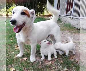 Jack Russell Terrier Puppy for sale in ATL, GA, USA