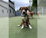 Small #7 Boxador