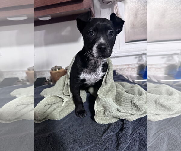 Medium Photo #1 Border Collie-Unknown Mix Puppy For Sale in Columbus, IN, USA